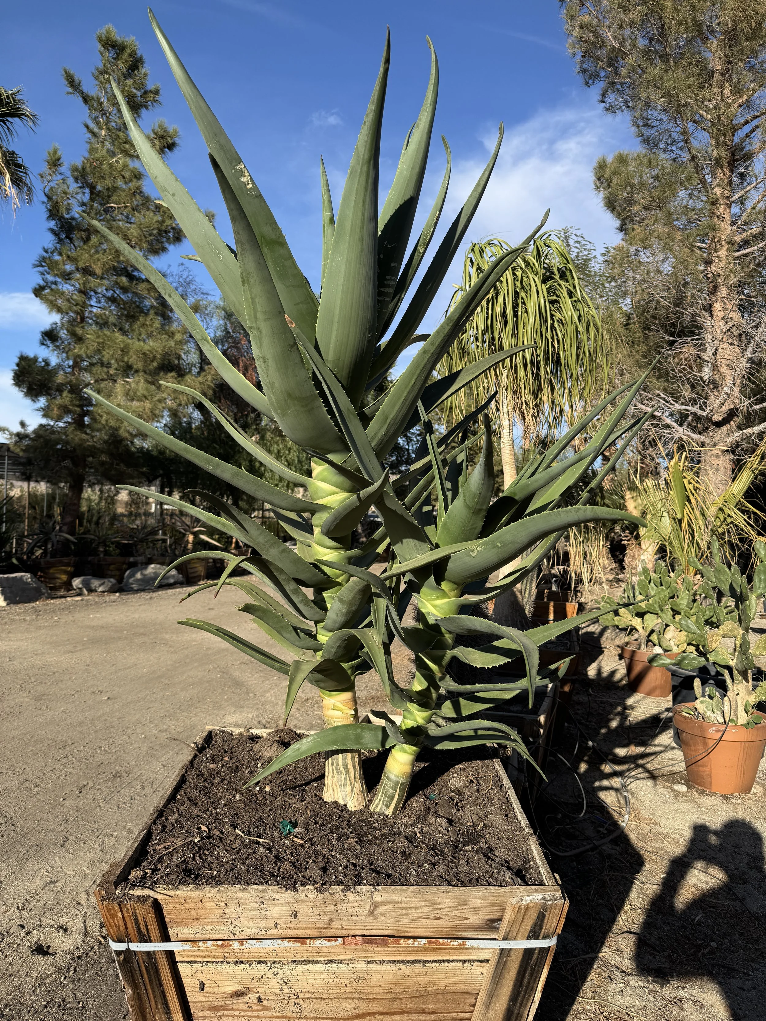 Hercules Aloe (Aloe barberae x Aloe dichotoma) — GDNC Nursery